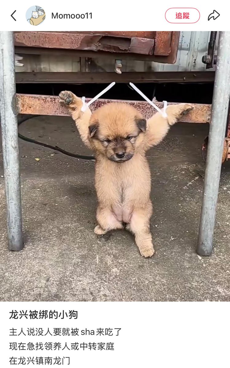 PhaedraXTeddy's tweet photo. Is this how people in YOUR village advertise a found puppy? 
If nobody claims this Pup in #China 🇨🇳, finder will cook her.

This is the NORM in #China 🇨🇳
#StopAnimalCrueltyInChina #XiJinPing it could be the last thing you do, and you'd be remembered better. https://t.co/D7q3iKzBdp