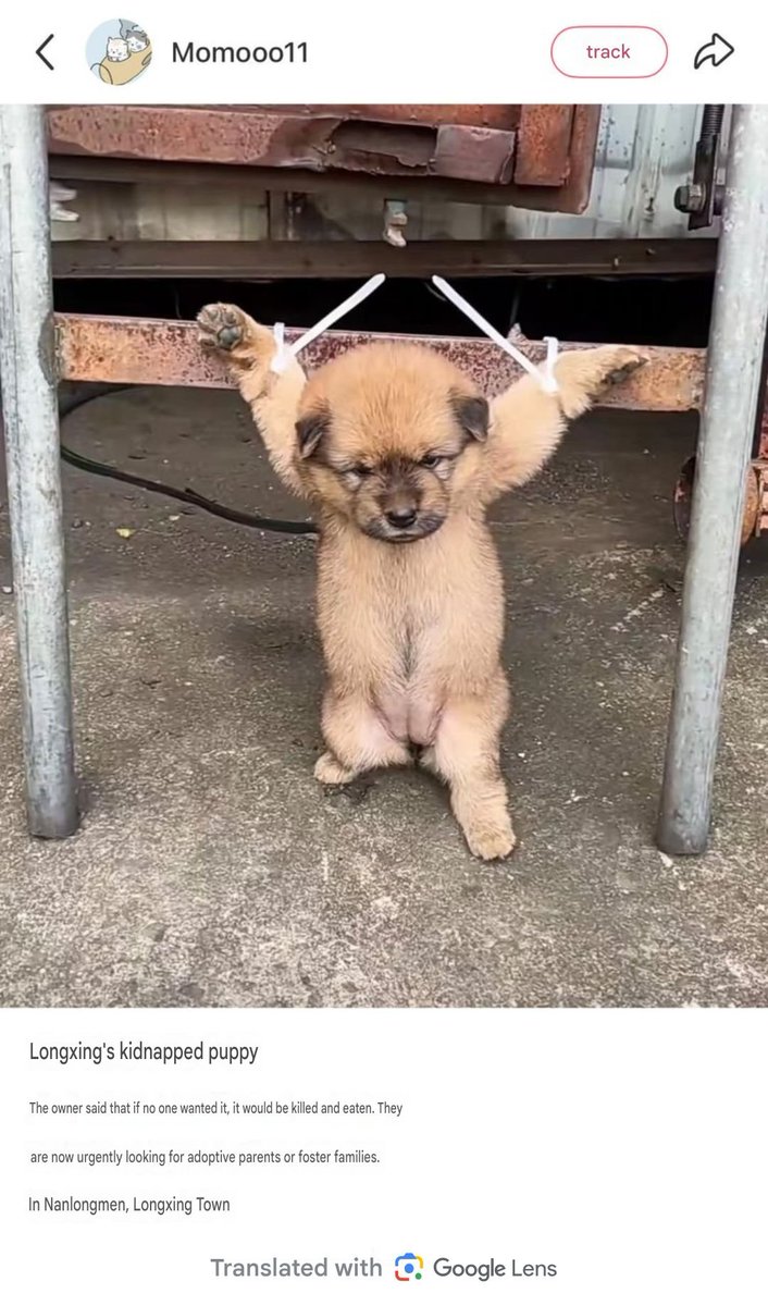PhaedraXTeddy's tweet photo. Is this how people in YOUR village advertise a found puppy? 
If nobody claims this Pup in #China 🇨🇳, finder will cook her.

This is the NORM in #China 🇨🇳
#StopAnimalCrueltyInChina #XiJinPing it could be the last thing you do, and you'd be remembered better. https://t.co/D7q3iKzBdp