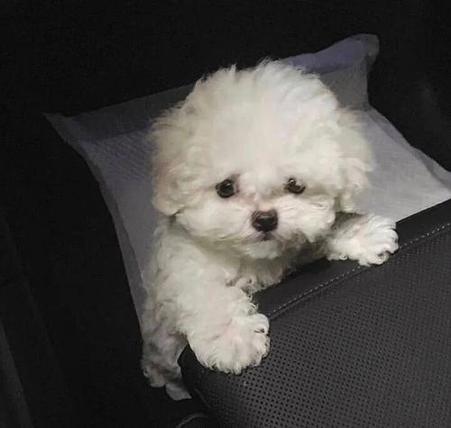 DunawayJaret's tweet photo. 💎 🍁 👍 🍬 Cute puppy vid made my day https://t.co/NIvVIkSp48