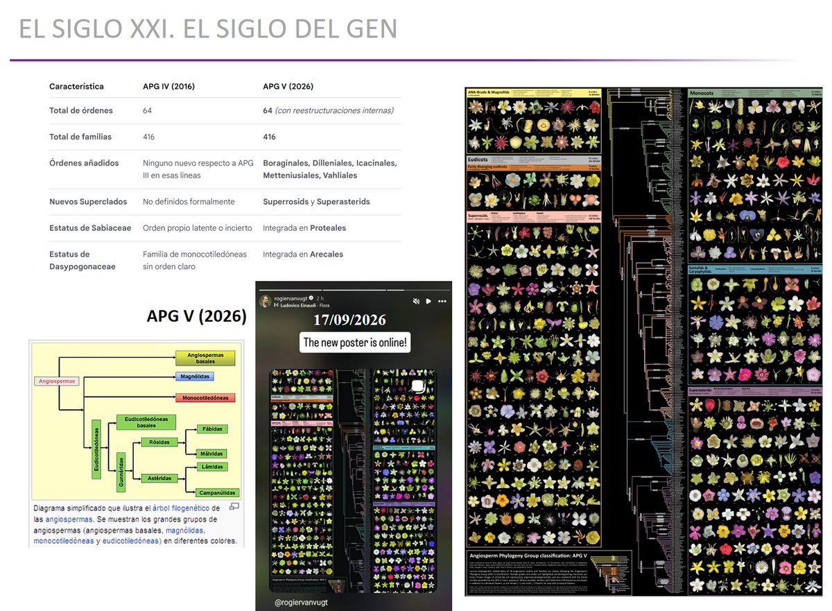 EduardoCires's tweet photo. The new APG V poster is online! This poster illustrates the latest version of the Angiosperm Phylogeny Group system, the family tree of flowering plants, that has been published today.

👉https://t.co/YaMOkT4mBJ https://t.co/gu7dgnC15q