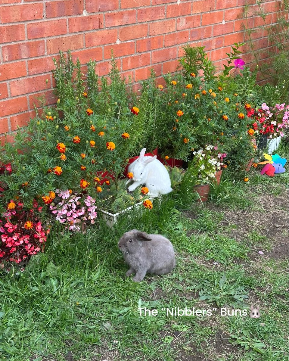 KristiBatiqnv's tweet photo. Buns: Mom, your plants need trimming again! Yohooo, we’re in bunny paradise. https://t.co/bHVHb33Xoy