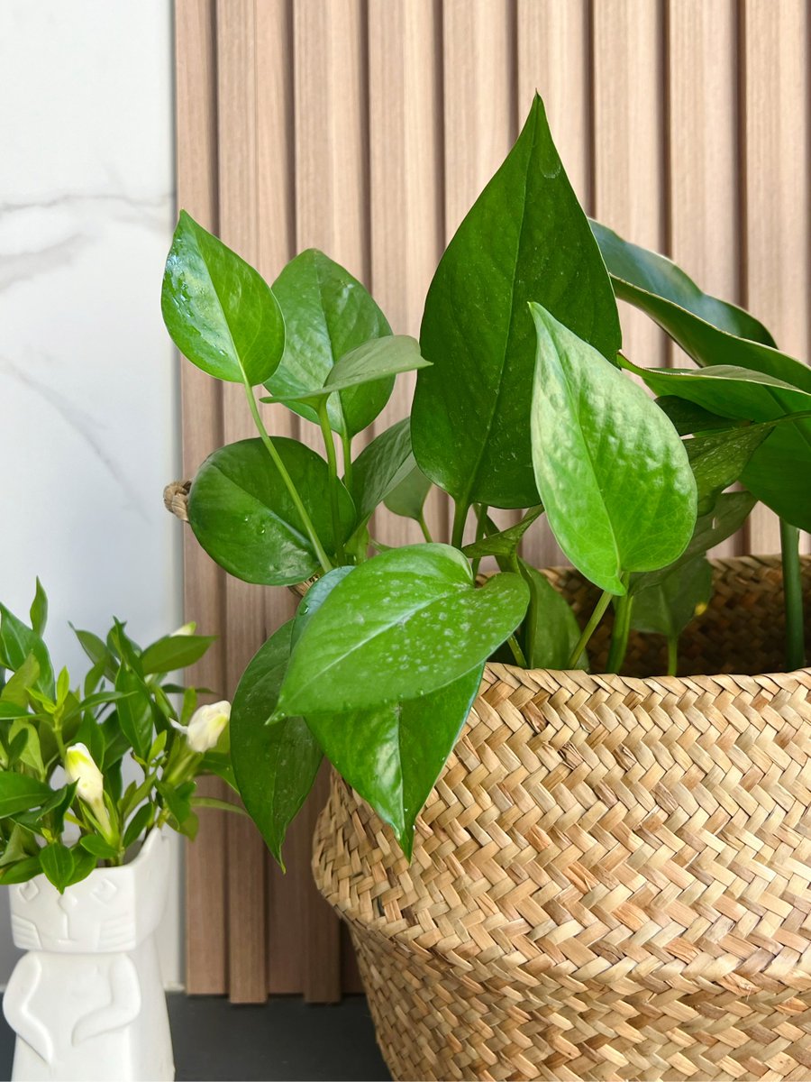 DeannaKasee's tweet photo. Pro tip for pothos lovers: Water only when the top 2 inches of soil feel dry, and wipe leaves with a damp cloth monthly to keep them shiny u0026 dust-free!， https://t.co/nkmvUQhxPq