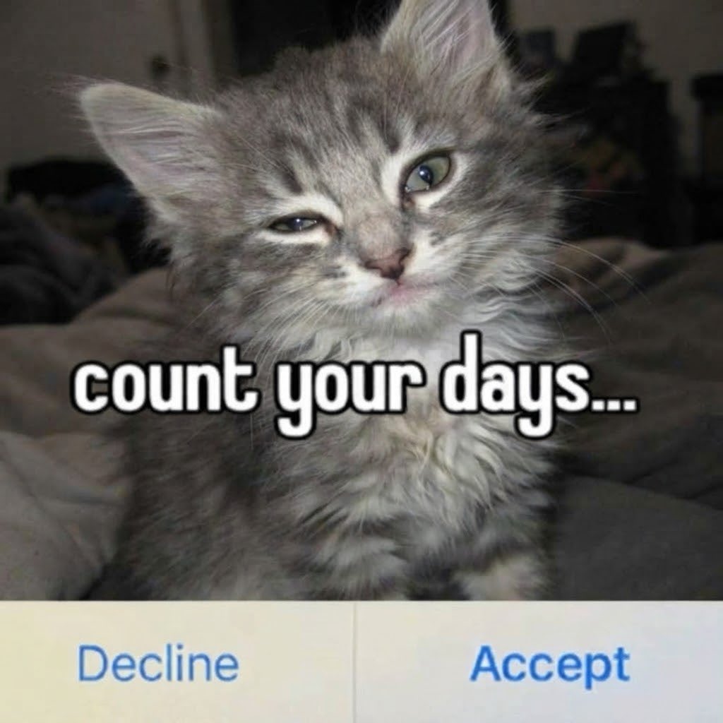 sillymeow4u's tweet photo. https://t.co/akWYcYerZK