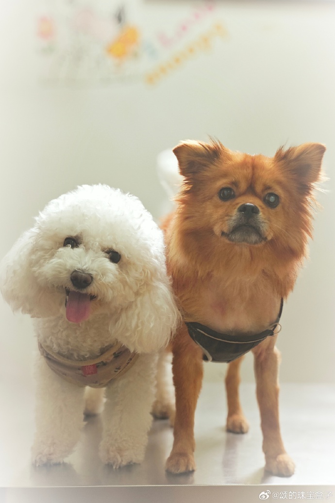 Boneyboneraider's tweet photo. My little furball just hit 6 months old—now they’re zooming around the yard and stealing socks like a tiny troublemaker  Love every chaotic, cute growth milestone!， https://t.co/WUFddgku5L