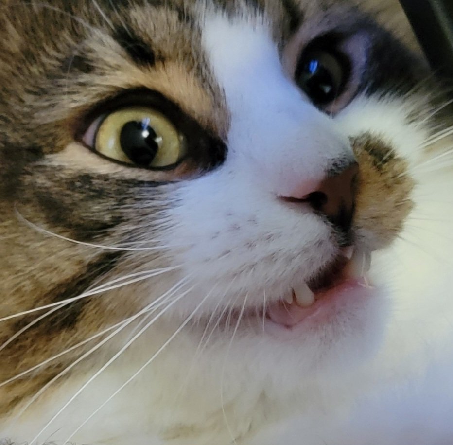 Tairlach's tweet photo. Cat https://t.co/usU65dHjtW