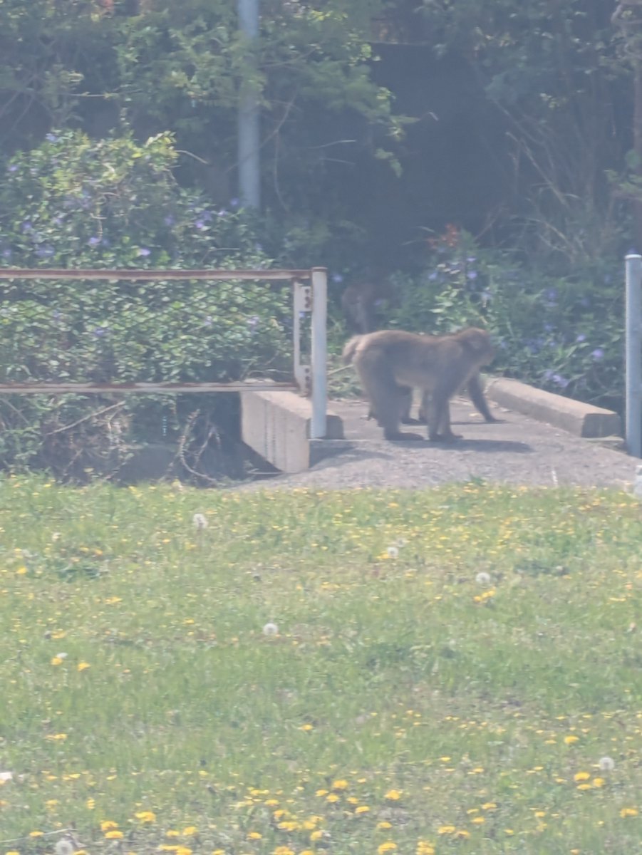 4851hiro's tweet photo. @oliveandcat 他県ですが デカめの野生サルに遭遇しました
チョー怖かったです https://t.co/NTHTr2g0Nv