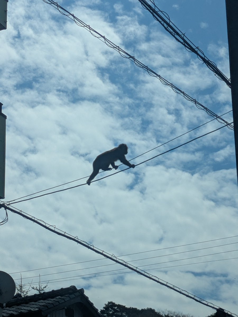 4851hiro's tweet photo. @oliveandcat 他県ですが デカめの野生サルに遭遇しました
チョー怖かったです https://t.co/NTHTr2g0Nv