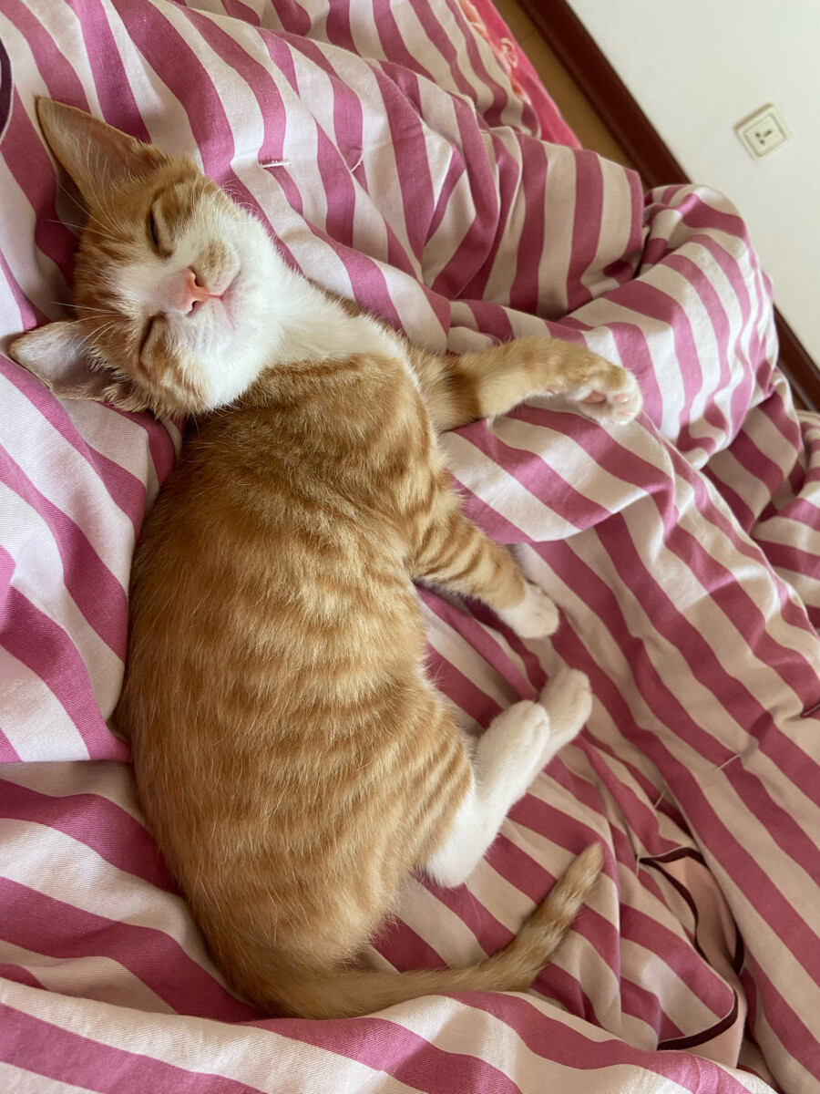 edwa8rdnicholas's tweet photo. Just found my cat napping on the fresh-dried laundry I spent an hour folding—great teamwork, 0% help, 100% chaos. https://t.co/JhkUfs9GtD