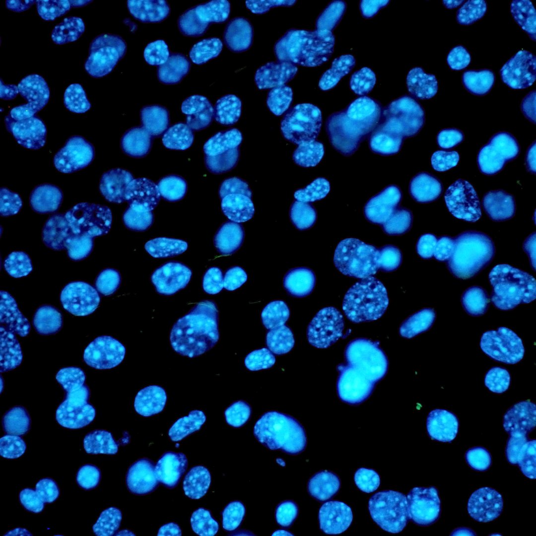 Every second, millions of genome switches dictate how our cells function and adapt. 🧬

Working with...