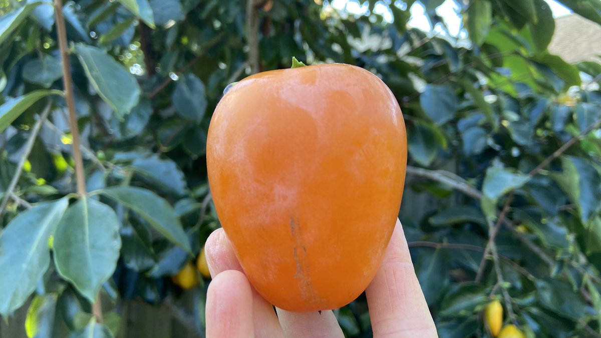 NCGardening's tweet photo. I’ve never picked a Giombo persimmon before late October. This year, I’m getting them mid-September 😳 This El Niño has everything wacky. Persimmons don’t taste as good when it is still hot and need cold to taste best.
———
#fruittrees #gardening https://t.co/Qn9AItE6kP