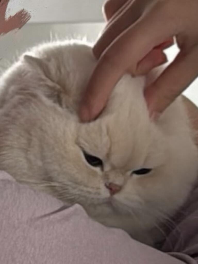 nocontextscats tweet picture