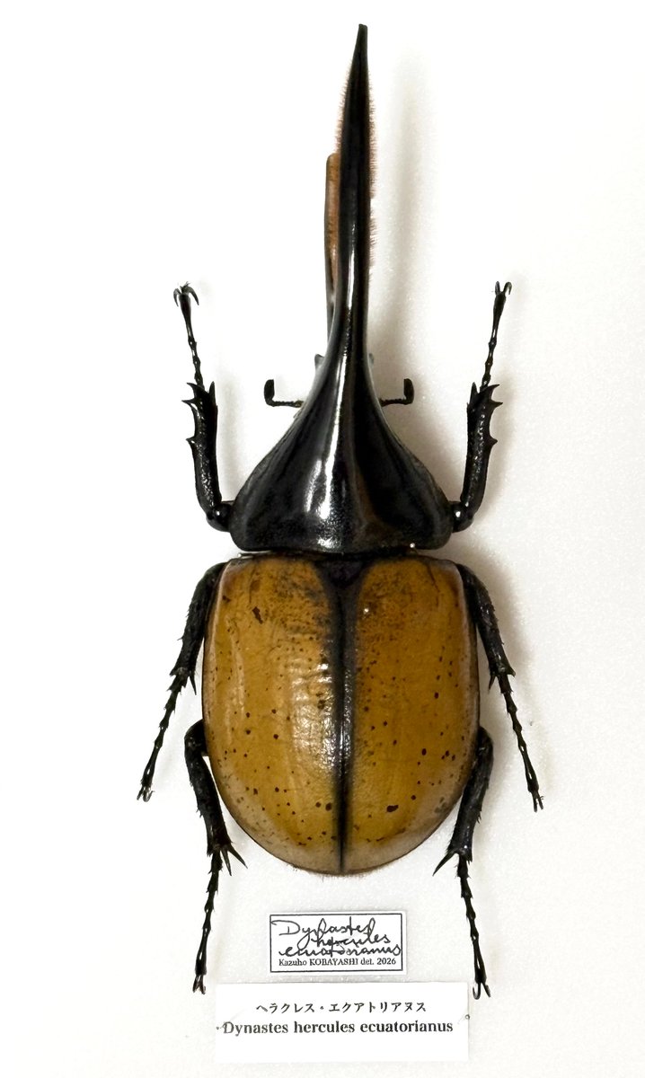 Aoi980418's tweet photo. ヘラクレスエクアトリアヌス
Dynastes hercules ecuatorianus
ペルー産ラベル131㎜野外品

花滝さんにて落札
山吹色の上翅がとても美しい個体(写真では伝わらない…)
そしてなんといってもその美しさをより一層際立たせる展足技術に思わず脱帽。
大切にします。 https://t.co/q2oJgl6XrP