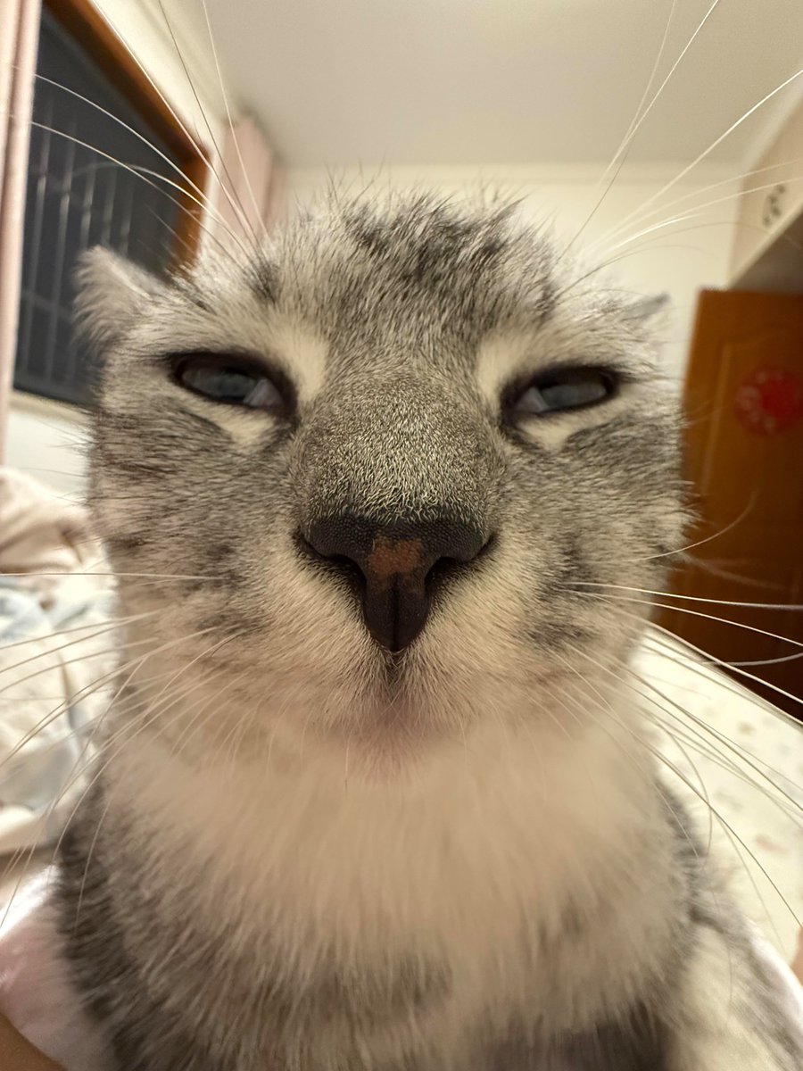 nocontextscats's tweet photo. https://t.co/Fy3siYncQz