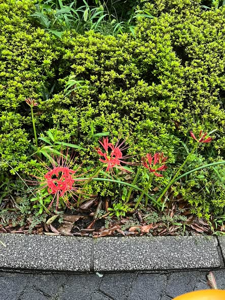 sakinotk's tweet photo. うちあたりでは、今年は彼岸花とキンモクセイが同時に咲いているのですが、これは、かなりめずらしいことかもしれません。キンモクセイは、まだ咲き始めで、今後の天候によっては、二度咲きのような具合になるのかもしれませんが。 https://t.co/NK7IvjWOcQ
