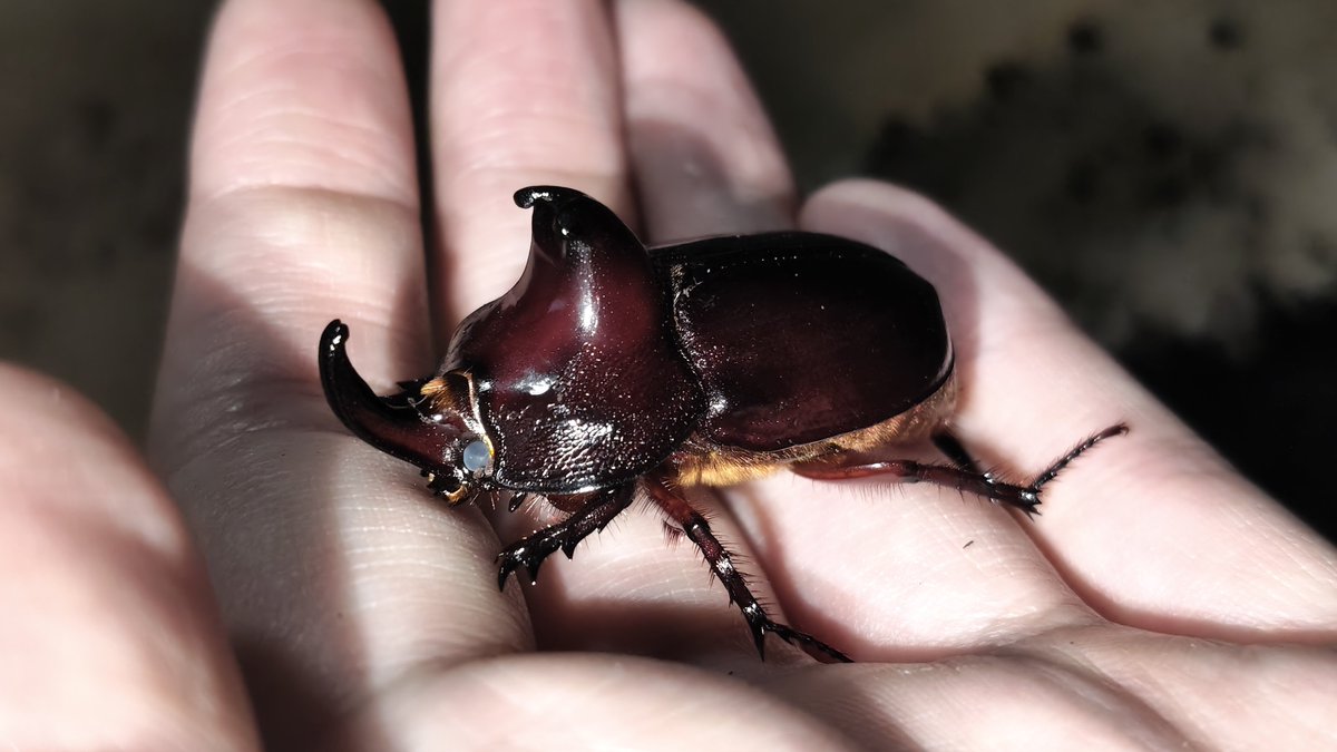 OcciroBeetle's tweet photo. ムナビロヒサシアメリカヘラヅノ sp.[WF1]

遂に♂が羽化してきました。
なかなか良いサイズで満足です♨
見た目もサイカブトに似ていてどストライク。 https://t.co/xf3bO9lsVN