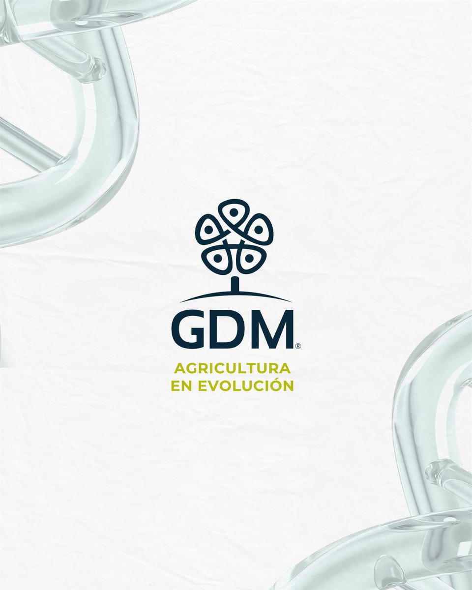 GDMSeeds's tweet photo. La disponibilidad de agua es una de las variables que puede transformar por completo un ambiente productivo.
Frente a ese desafío, la genética abre nuevas posibilidades. Investigamos características y genes asociados a la adaptación de los cultivos. https://t.co/2TeKtp89sD