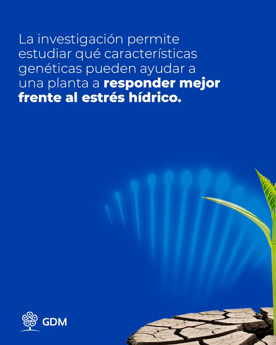 GDMSeeds's tweet photo. La disponibilidad de agua es una de las variables que puede transformar por completo un ambiente productivo.
Frente a ese desafío, la genética abre nuevas posibilidades. Investigamos características y genes asociados a la adaptación de los cultivos. https://t.co/2TeKtp89sD