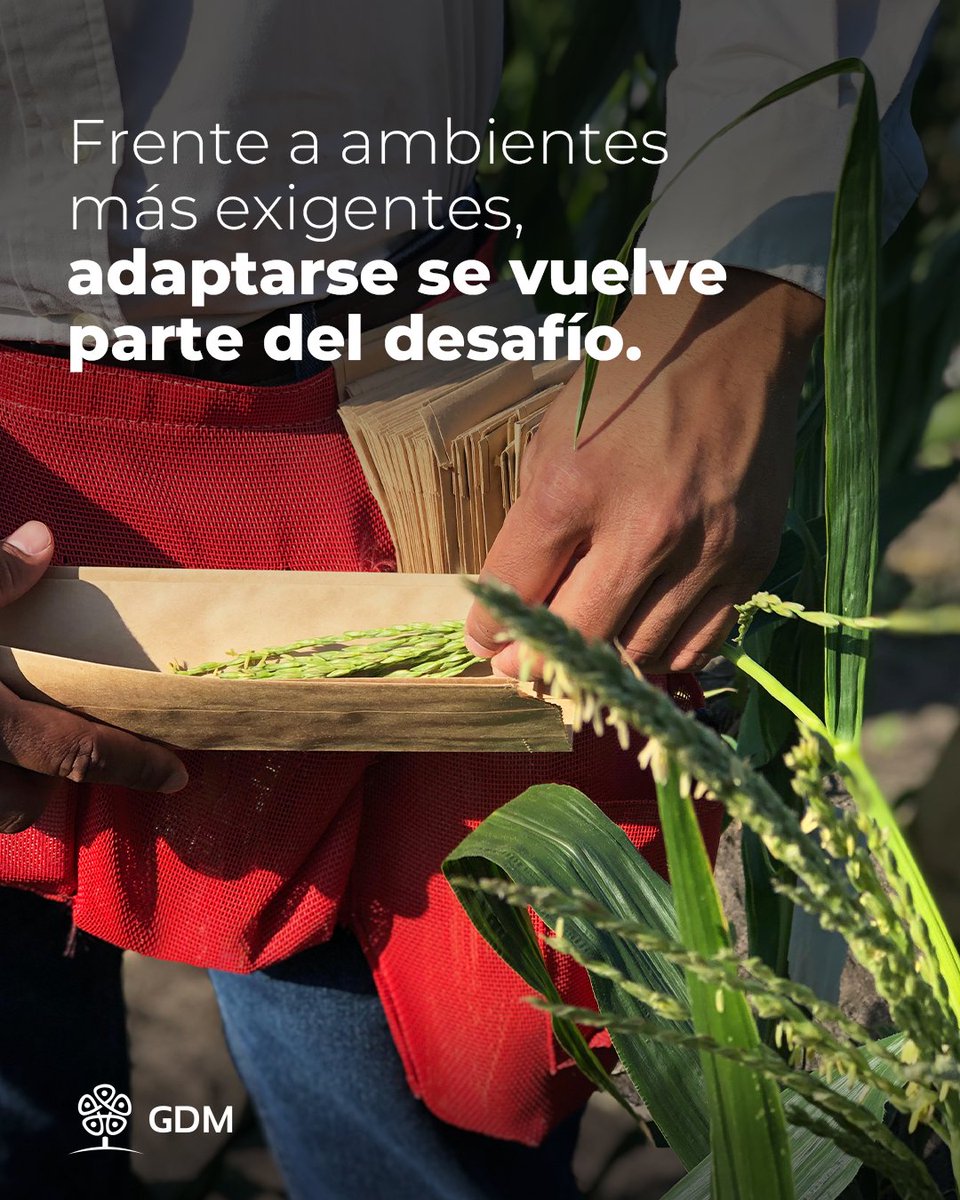 GDMSeeds's tweet photo. La disponibilidad de agua es una de las variables que puede transformar por completo un ambiente productivo.
Frente a ese desafío, la genética abre nuevas posibilidades. Investigamos características y genes asociados a la adaptación de los cultivos. https://t.co/2TeKtp89sD