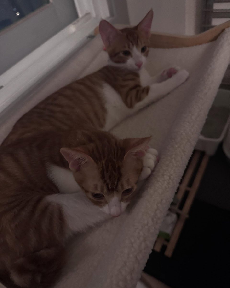 ElizSarrell's tweet photo. Rangies, let’s all get along 😚🐈💛 https://t.co/rkZufKyXeY