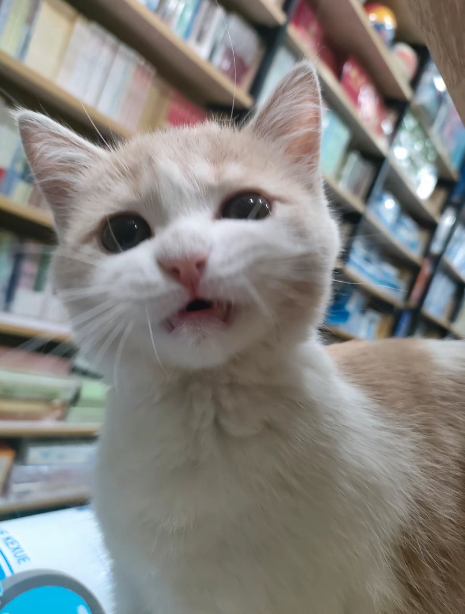 RWDHLYER's tweet photo. 颅内高潮晕过去两小时，再创新高。这个世界多了一个杏宝，少了一个爱改造爱穿孔极品放荡的小魅魔。看了一个改造的本子，大家都在谴责出生男主，只有我在代入女主享受。杏宝你这家伙。 https://t.co/dj4unJ5RkX
