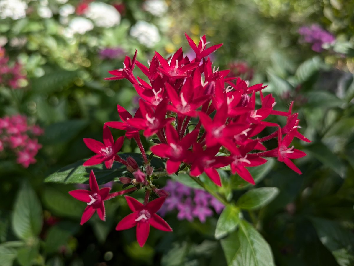 yukigatiratira's tweet photo. 今日もありがとうございました💝
おやすみなさい😴

#ペンタス 　#Pentas 
#StarFlower 🌟 
#クササンタンカ　#草山丹花 
#願い事 　#鮮やかな行動 
#Flowers 　#花写真 
#キリトリセカイ 
2024.9.15 📷 https://t.co/UMltnHuUbD