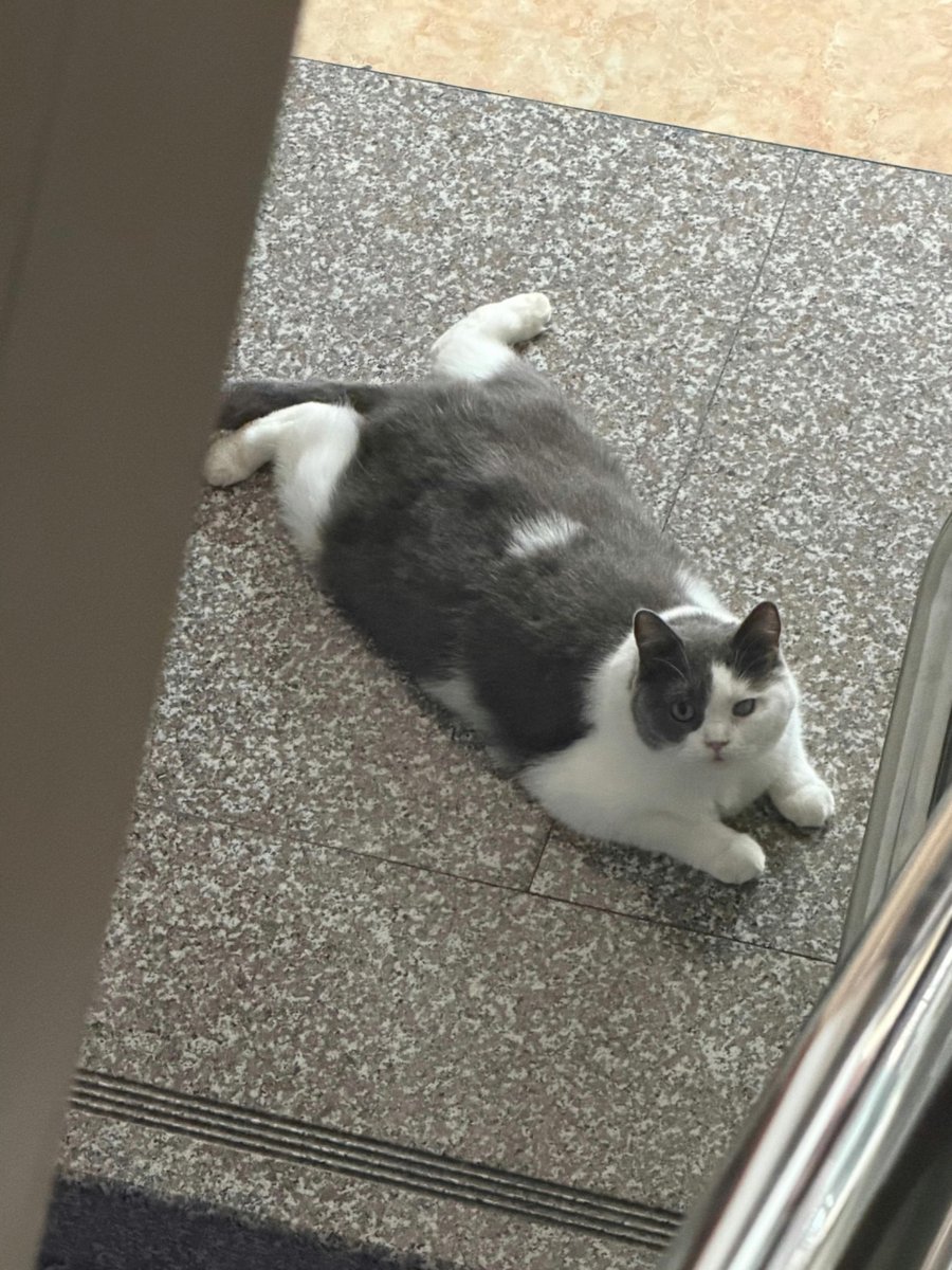 nocontextscats tweet picture