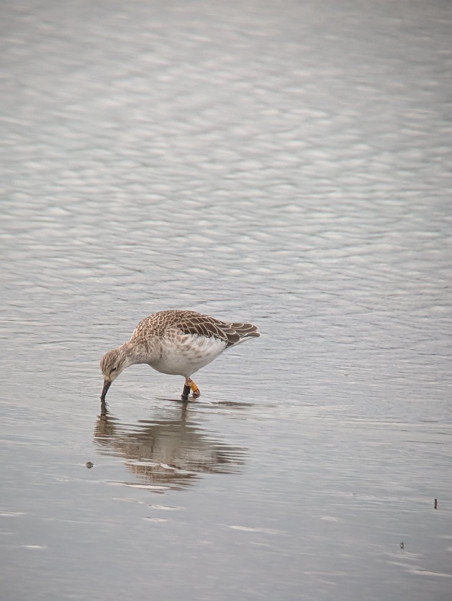 LDV_NNR's tweet photo. Thanks to #LDV birder Adam Firth for this sighting of one of our colour-ringed Ruff (ringed as an adult male at Bubwith Bridge back in February) – yet another movement of one of our ringed birds between here @Blacktoft_Sands and the Humber. https://t.co/3IZRFgiaOo