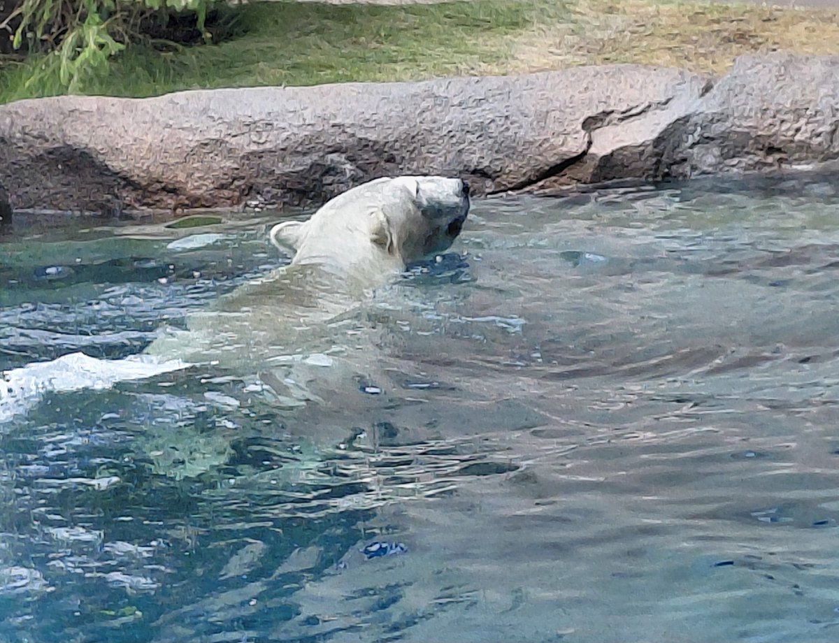 unyago8's tweet photo. 9/17　#天王寺動物園
さすが目の前でよく見える､新居の🐻‍❄️ホウちゃん💟💞｡
🐘象さん達も､放餌場はちょっと遠いけどよく見渡せました🩷💕｡ https://t.co/GK55CguEGY