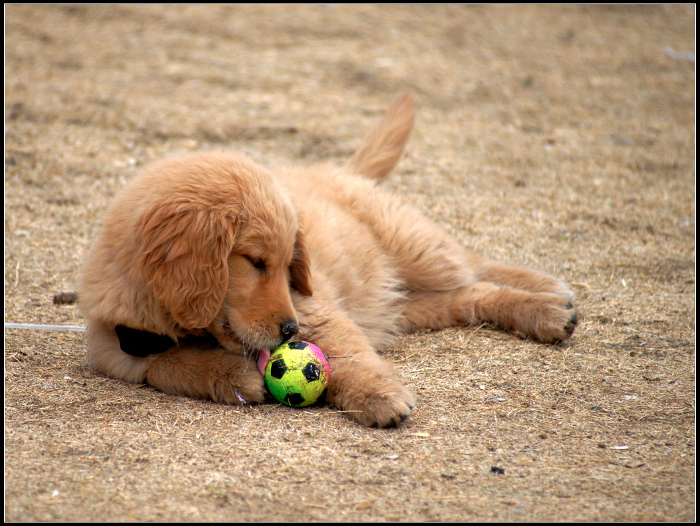 AnisaPiefe02's tweet photo. My golden retriever puppy now loves playing fetch more than napping after walks—growth is sweet! ， https://t.co/nAJ0OySHOS
