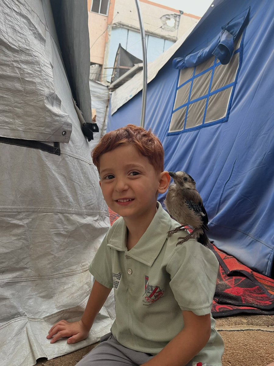 Avicenna_Razi's tweet photo. Gazze'nin maskotu Amro. ❤

Özgür Filistin'de büyümen duasıyla yavrum. https://t.co/MkGL5qxj21