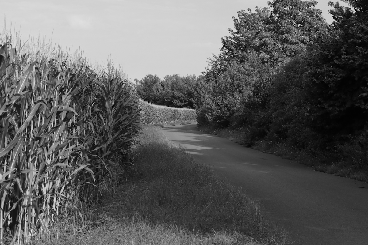DrCKaiser's tweet photo. #photo #Photography #landscape #monochrome #blackandwhite #trees #field #road #blackandwhitephotography #landscapephotography https://t.co/uzuPvvko7H