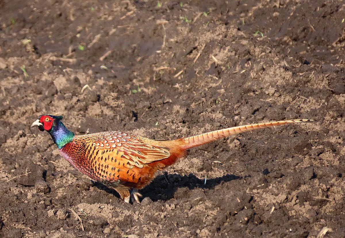 VernonMelier's tweet photo. Pheasant. https://t.co/xU39D73xSk