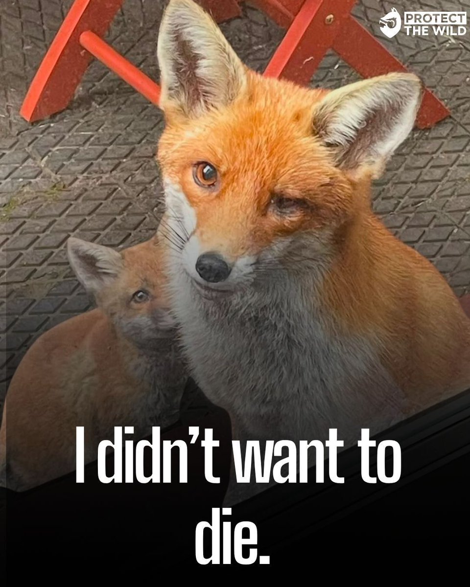 ProtectTheWild_'s tweet photo. This fox died as a result of a catapult attack. She was otherwise healthy, thriving, and part of a family. Our government needs to bring in tougher laws to prevent this animal abuse! https://t.co/24NyCwHhGv