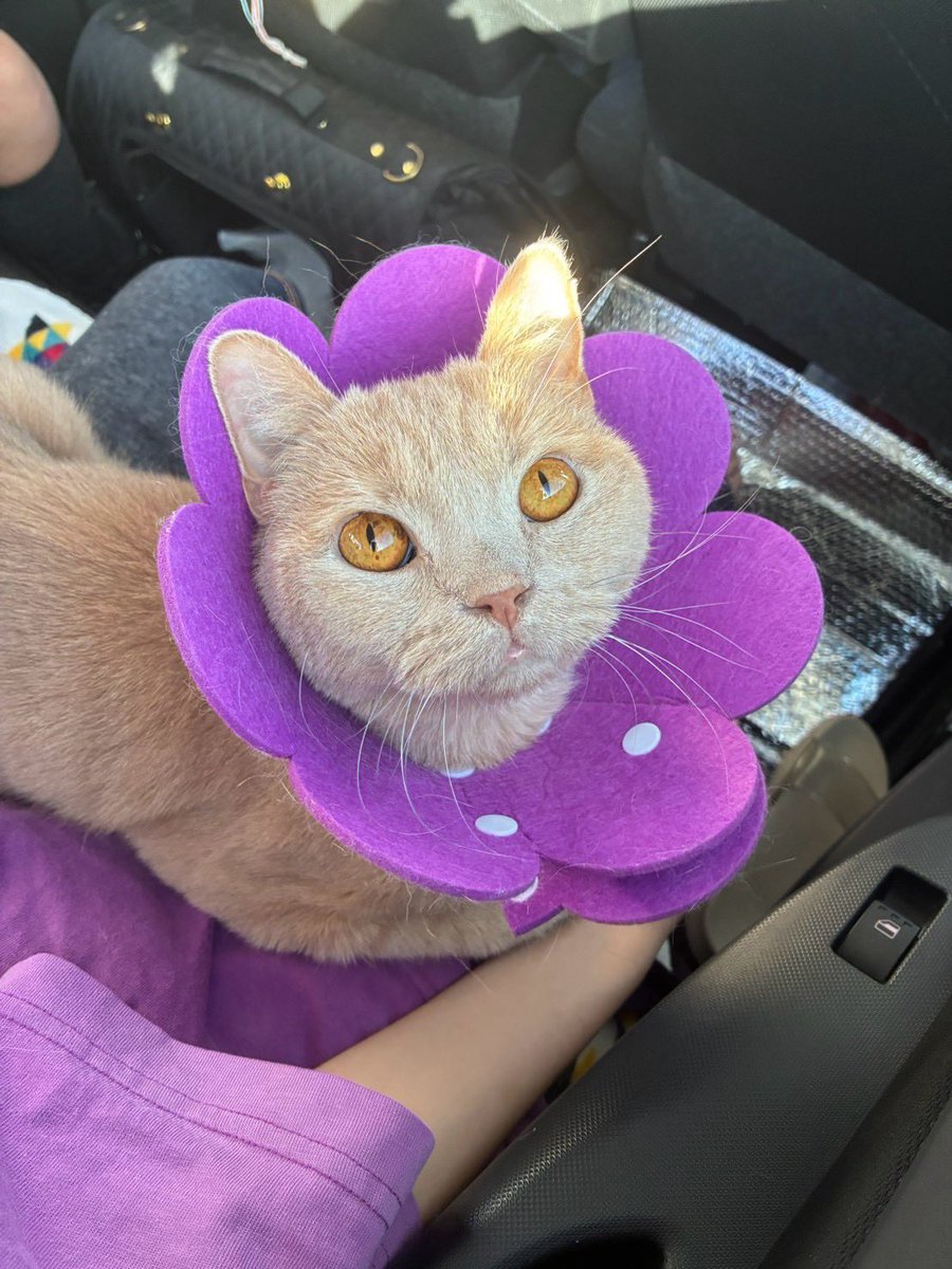 jun_mamoru's tweet photo. 9月の定期検診も無事終えました🐱
横ばいで変わった変化もなく平穏に過ごせてるよ🐱✌️
相変わらず薬代に泣いちゃう主ですが…🫠じゅんちゃんが元気なら👍🥹

次回➡️10/22 定期検診🏥

#猫のいる暮らし
#拡張型心筋症
#ブリティッシュショートヘア
#闘病中
#猫好きと繋がりたい https://t.co/wEdkW9OnWH
