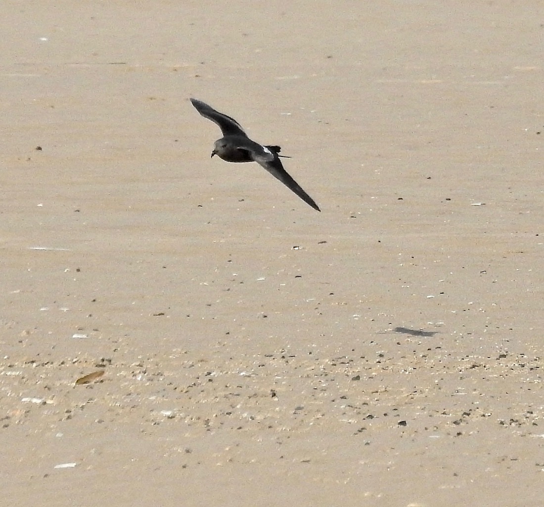 GreenSefton_'s tweet photo. Exhausted seabirds including Leach's Petrels are being blown onto the Sefton Coast now by strong westerly winds - please give them space &amp; keep dogs well away.
@seftoncouncil @RSPB_Ribble @NTFormby @NENorthWest 
📷John Dempsey https://t.co/e5drRj8Mg4