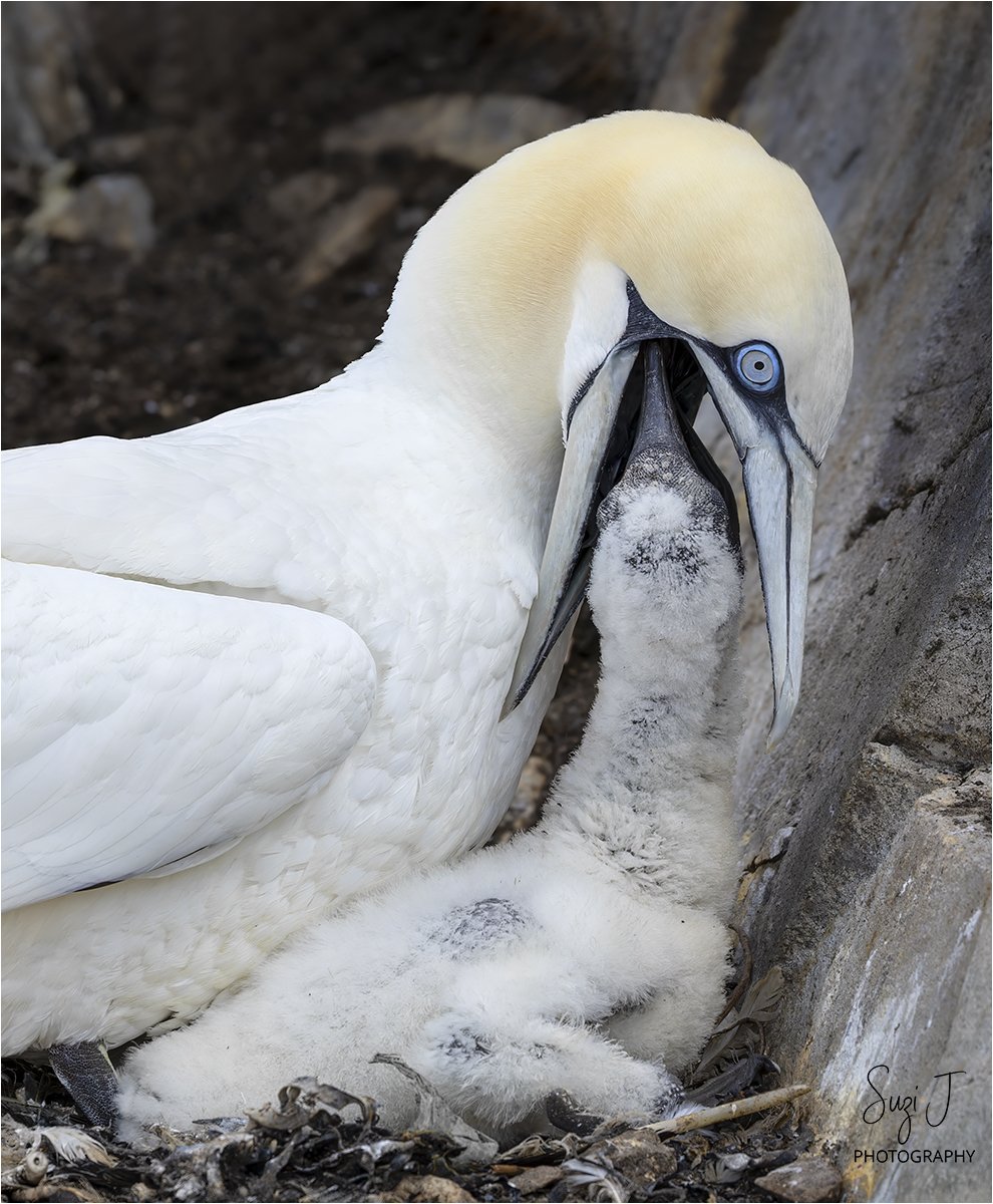 SuziShaw's tweet photo. Northern Gannet Feeding Chick #BassRock
#gannet #birdphotography #BirdTwitter #rspb #BBCWildlifePOTD @Natures_Voice @WildlifeMag @ThePhotoHour @YorksWildlife @nybirdnews @Britnatureguide @BBCSpringwatch
#TwitterNatureCommunity #BirdsSeenIn2026 #jessopsmoment @canonuk @DCamMag https://t.co/tjL8nXpmDR