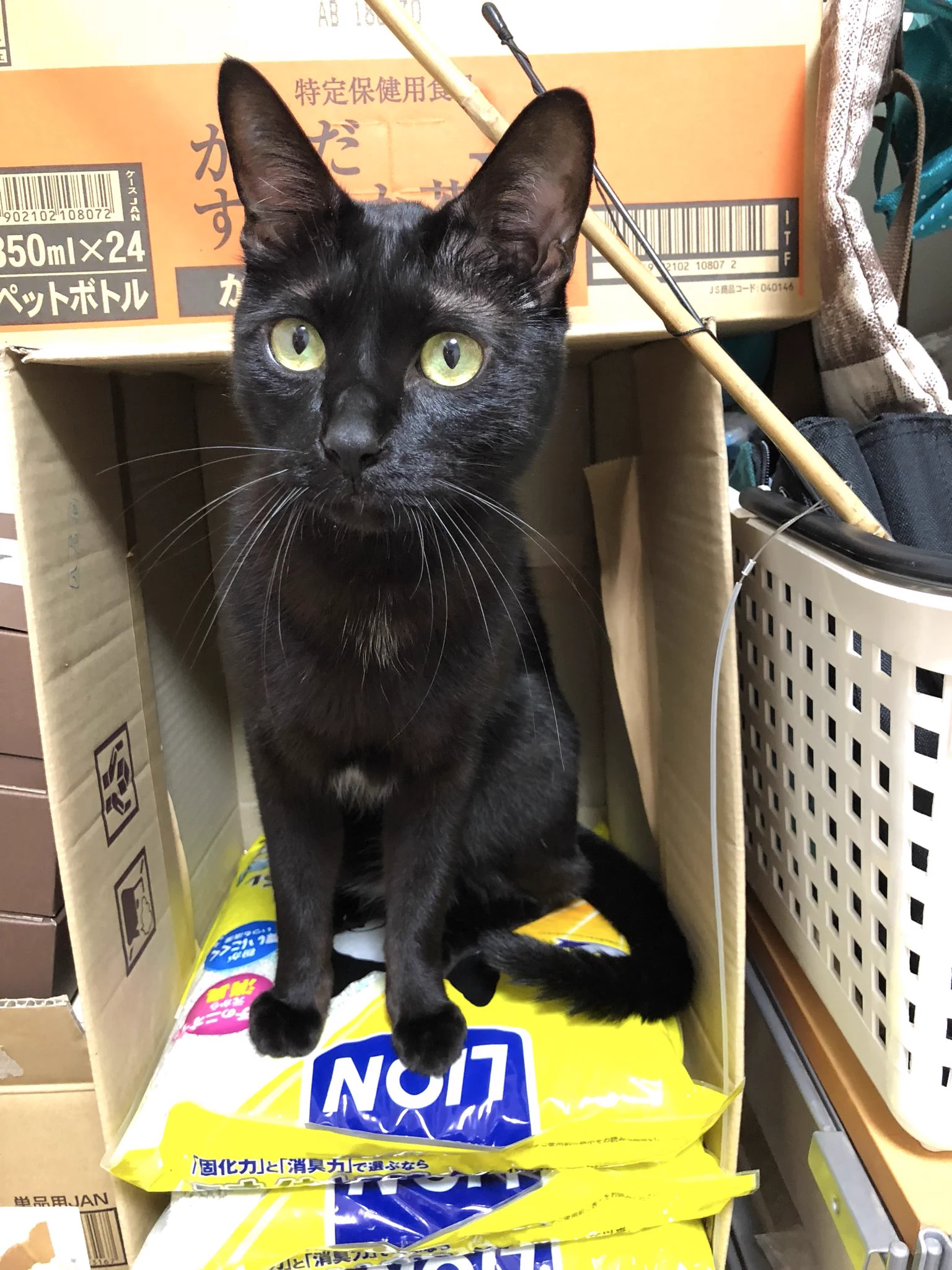 かずよん🐈‍⬛黒猫りゅう🌟9/22そうさくマーケット🌟10/24.25ラブリー