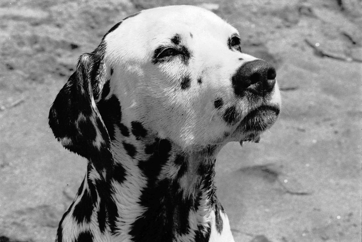jbrunken's tweet photo. RIP Lou Dog - Gone 25 today.  @sublime https://t.co/nZxT1RmmUU