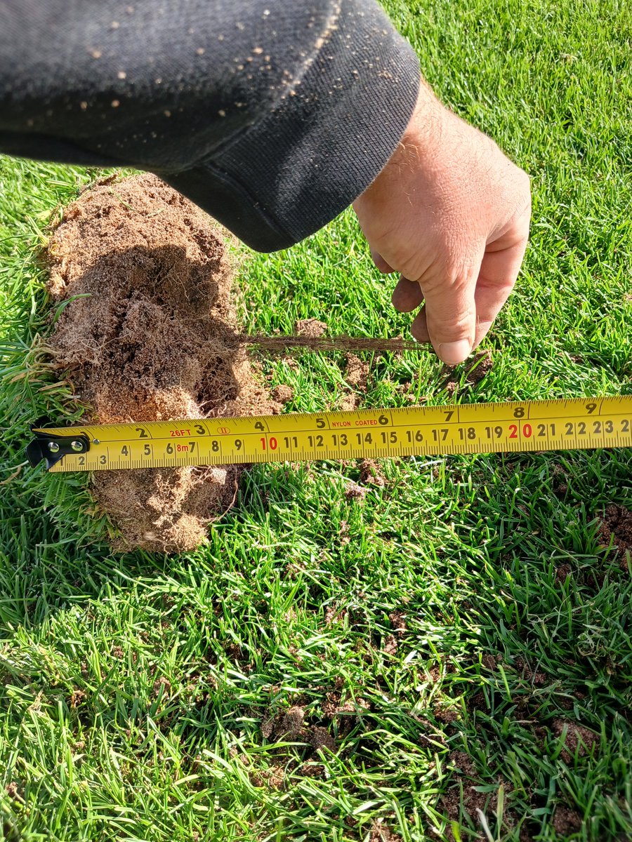 apgrounds's tweet photo. .@ICL_Turf PS1 seed and nutrition pushing thw root development on this season. Not just about what you see on the surface https://t.co/37L7h0IDbb