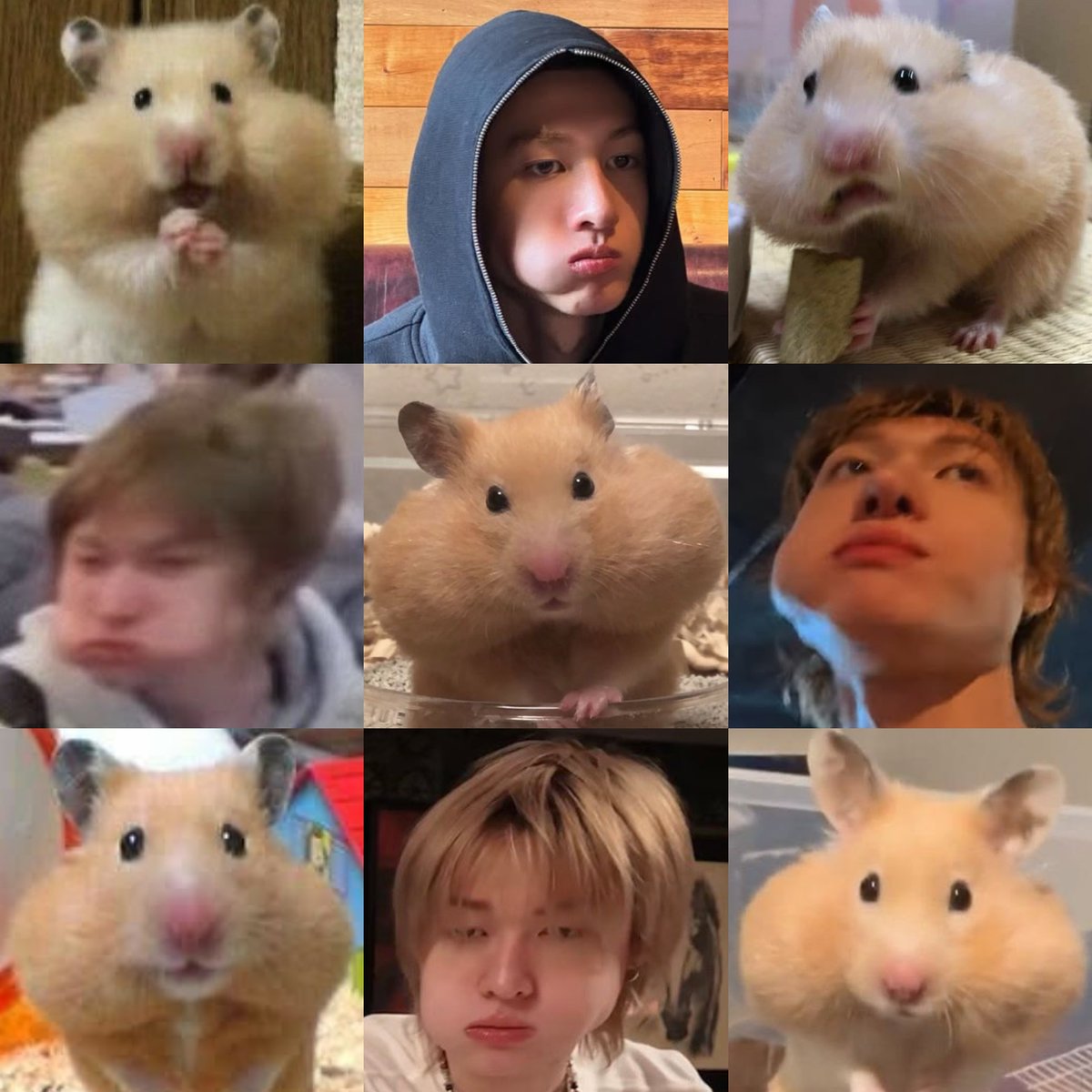 marblxom's tweet photo. hamstin 🫸🏻🐹🫷🏻 #MARTIN #마틴 https://t.co/rUbgT0sQhv