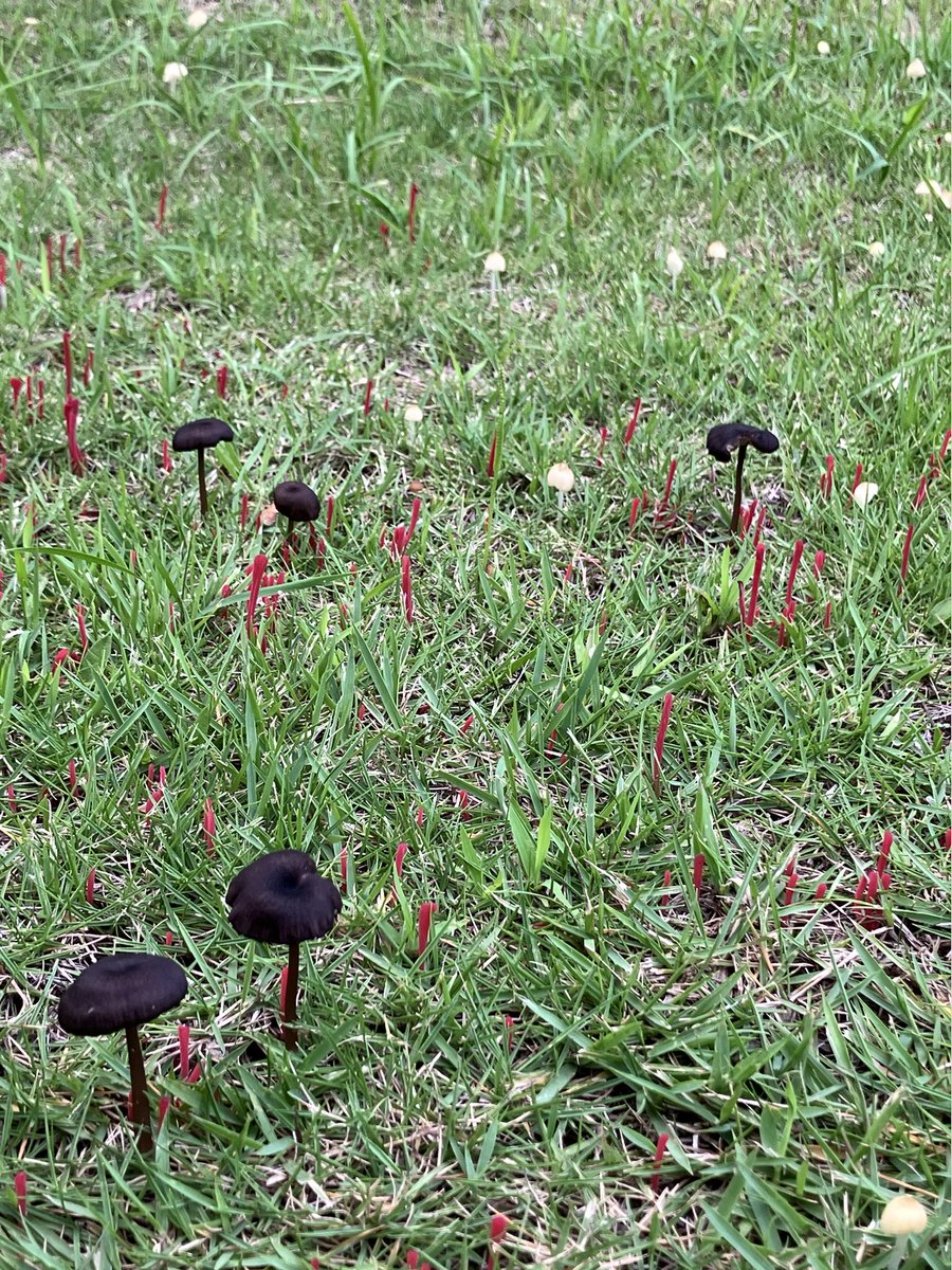 aizawa0115's tweet photo. 雨続きで庭にきのこ発生🍄 https://t.co/cVT1wnHUTi