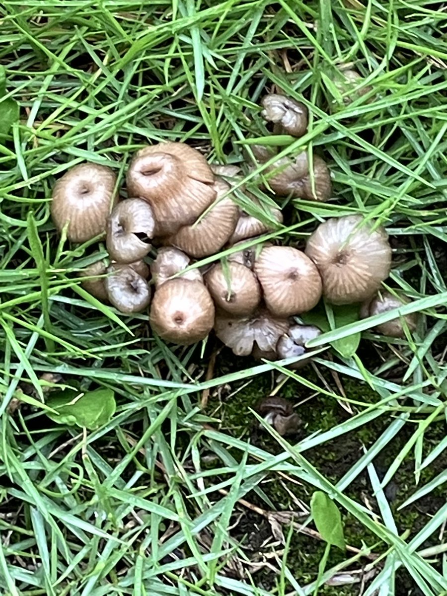 aizawa0115's tweet photo. 雨続きで庭にきのこ発生🍄 https://t.co/cVT1wnHUTi