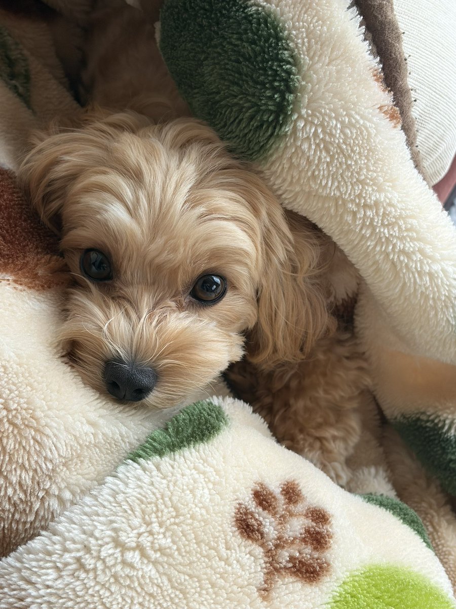 Ecdromomoi's tweet photo. dogです。 https://t.co/nUrBn3vayb