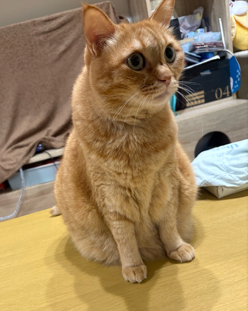 kagisuzu0531's tweet photo. 父ちゃんな

Twitterで食っていこうと思ってるんや https://t.co/mkh9AZUIPT