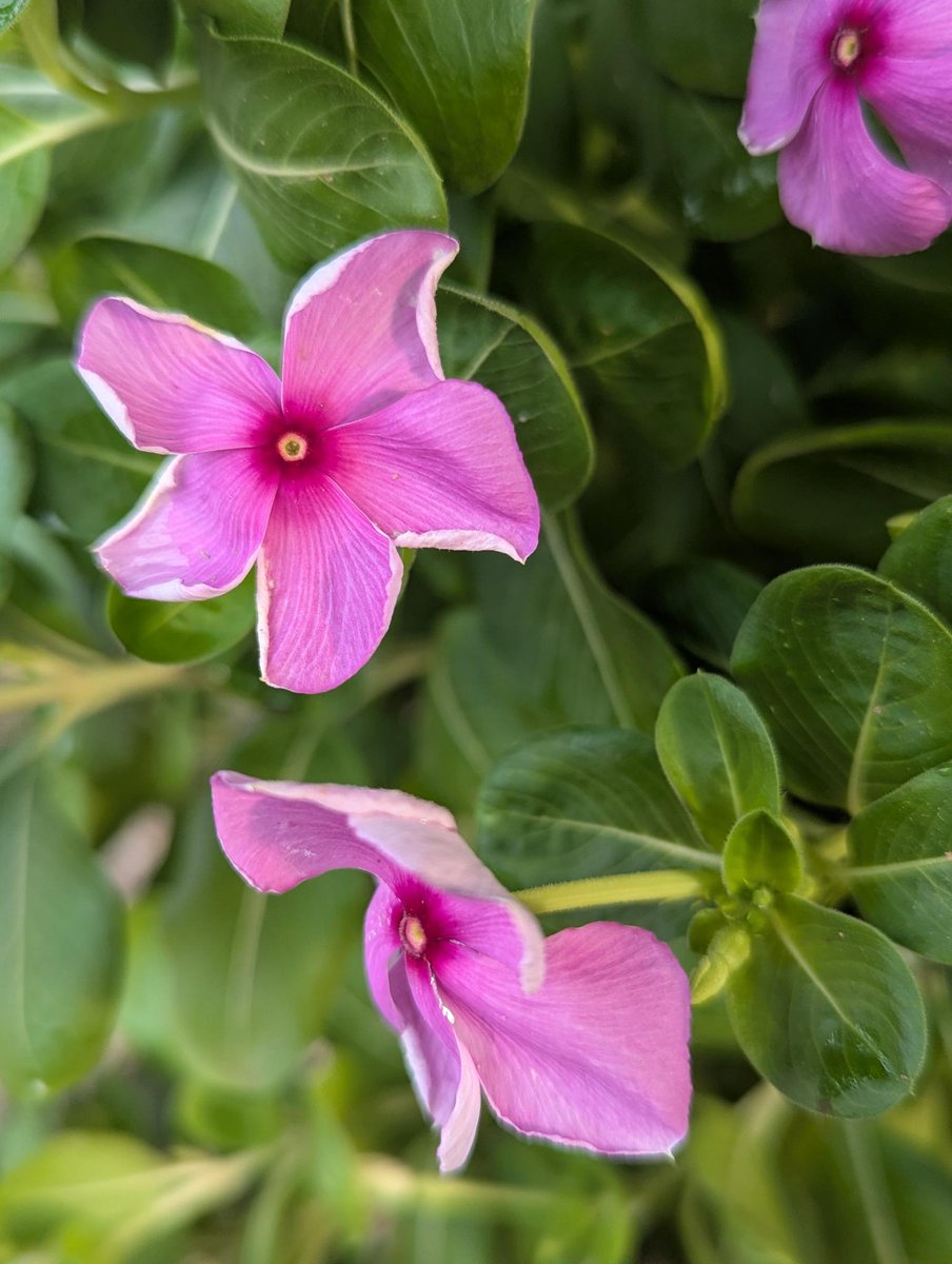 Bryanne's tweet photo. Talking to the void... 
Such a lovely sight this morning waking to the remnants of last night's rain scattered around my patio pavers. All the vibrant smells our desert offers after a rainfall are just magnificent. Even the flowers can't hide their happiness. 
Good tidings! ☕💚 https://t.co/yv2IOQPdhV