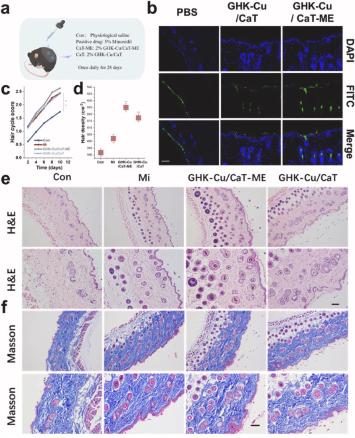 ghk-cu hair follicle study Veronica, Collagen Scientist 🇵🇱 on X: 