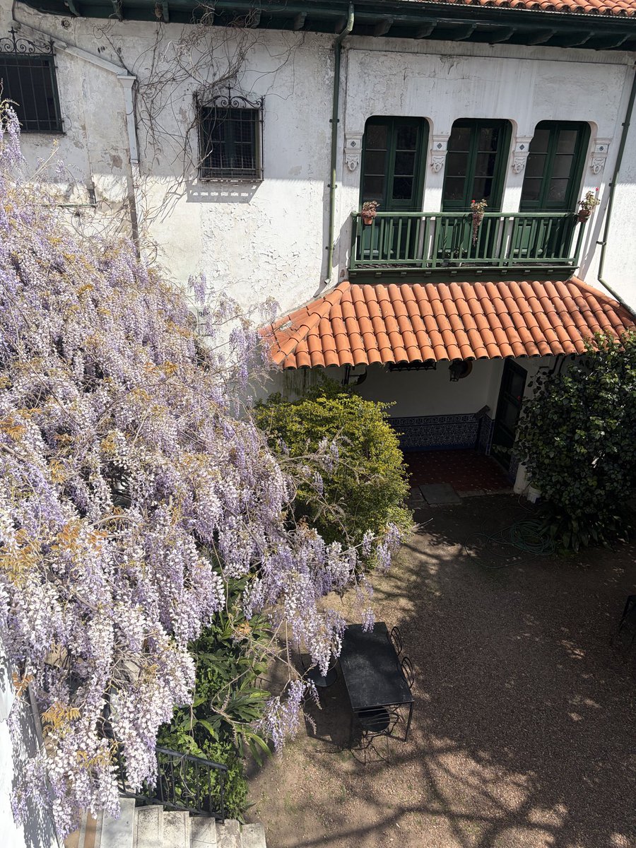 DelfinaHelguera's tweet photo. Como todos los años vengo a presumir por acá. Glicina en flor del jardín del @MuseoLarreta 🌸🌸 https://t.co/rxa4p0Nyrj