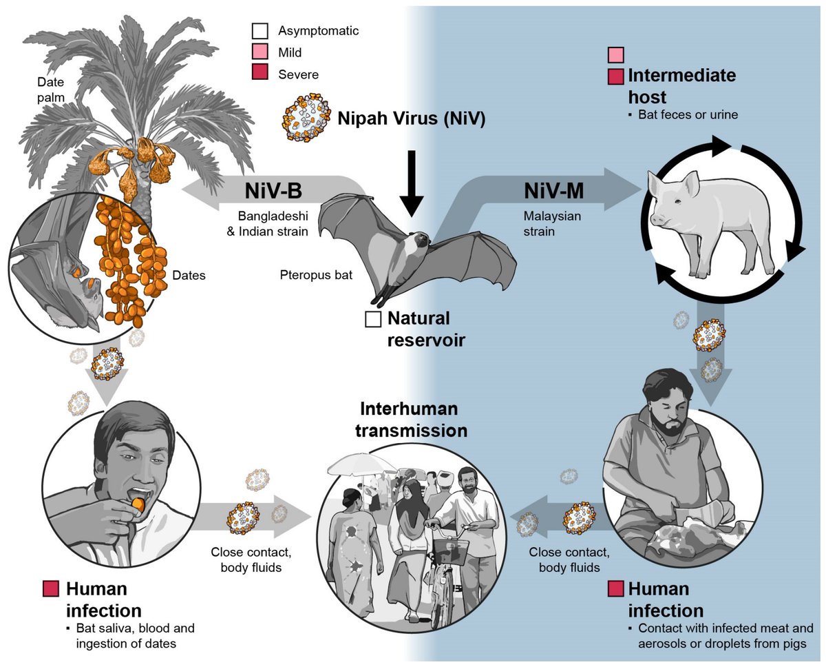 VirusesMDPI's tweet photo. 🦠 How does Nipah virus reach the brain? 

A new Viruses review by Vignesh Mariappan &amp; Heinz Feldmann explores Nipah neuropathogenesis, CNS invasion, clinical disease, vaccines &amp; therapeutic advances. 

Read more: https://t.co/FymRewiwz8 https://t.co/bMhaACRhOK