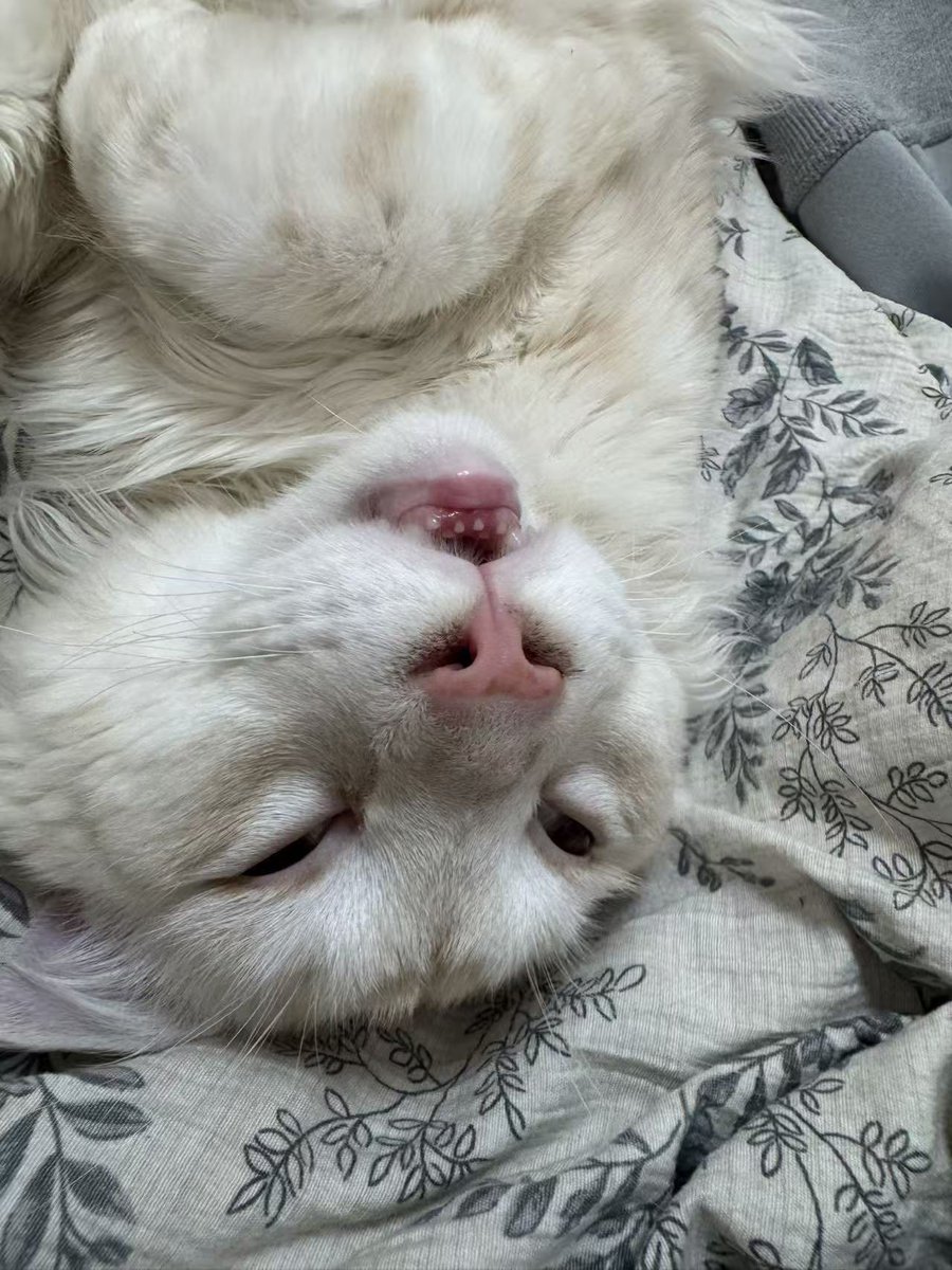 ViVi53126543's tweet photo. コイツは子猫？？？ https://t.co/FJ50adeBqd