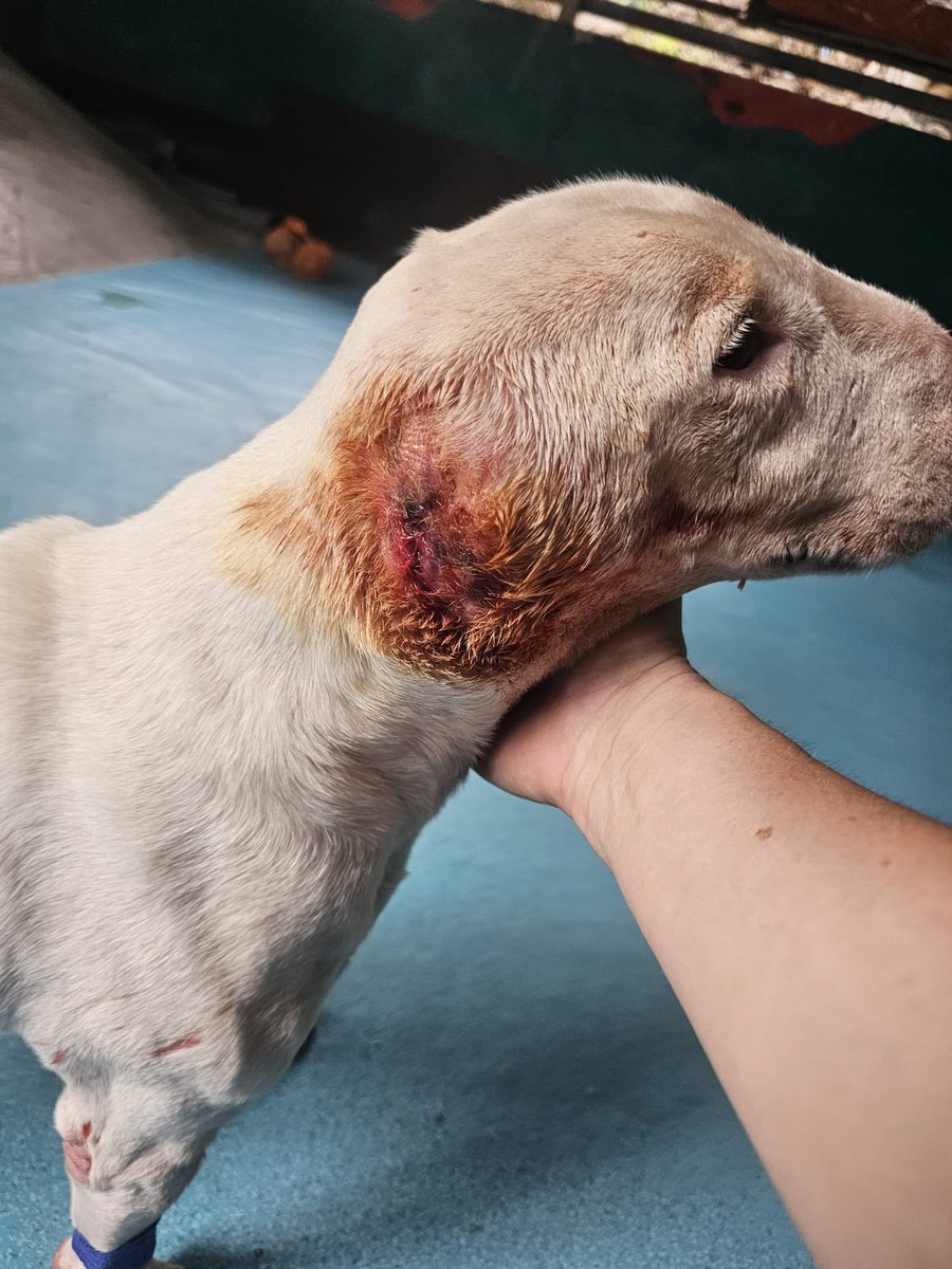 NiallHarbison's tweet photo. Lucky is a dog we have been trying to fix for 2 months now. 

His story is very complicated but he had his ears cut off at some stage. He is the gentlest dog I’ve ever met. 

I think we are making progress (1/6) https://t.co/Bv0qODc9e0